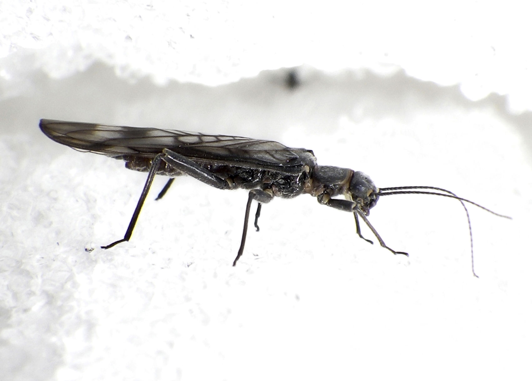 Melting Glaciers Threatened Stoneflies